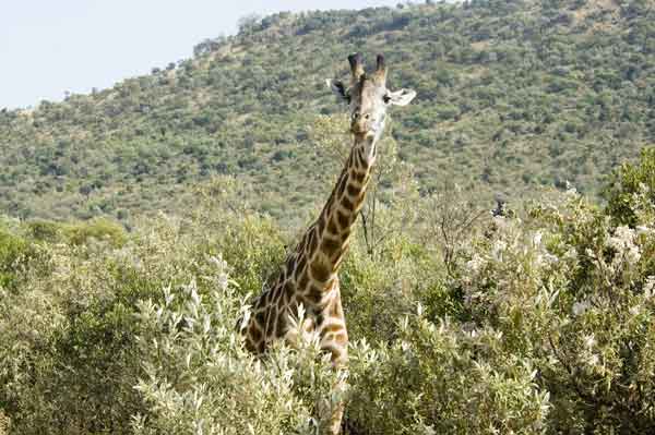Jirafa - reserva nacional de Masai Mara - Kenia 1.jpg